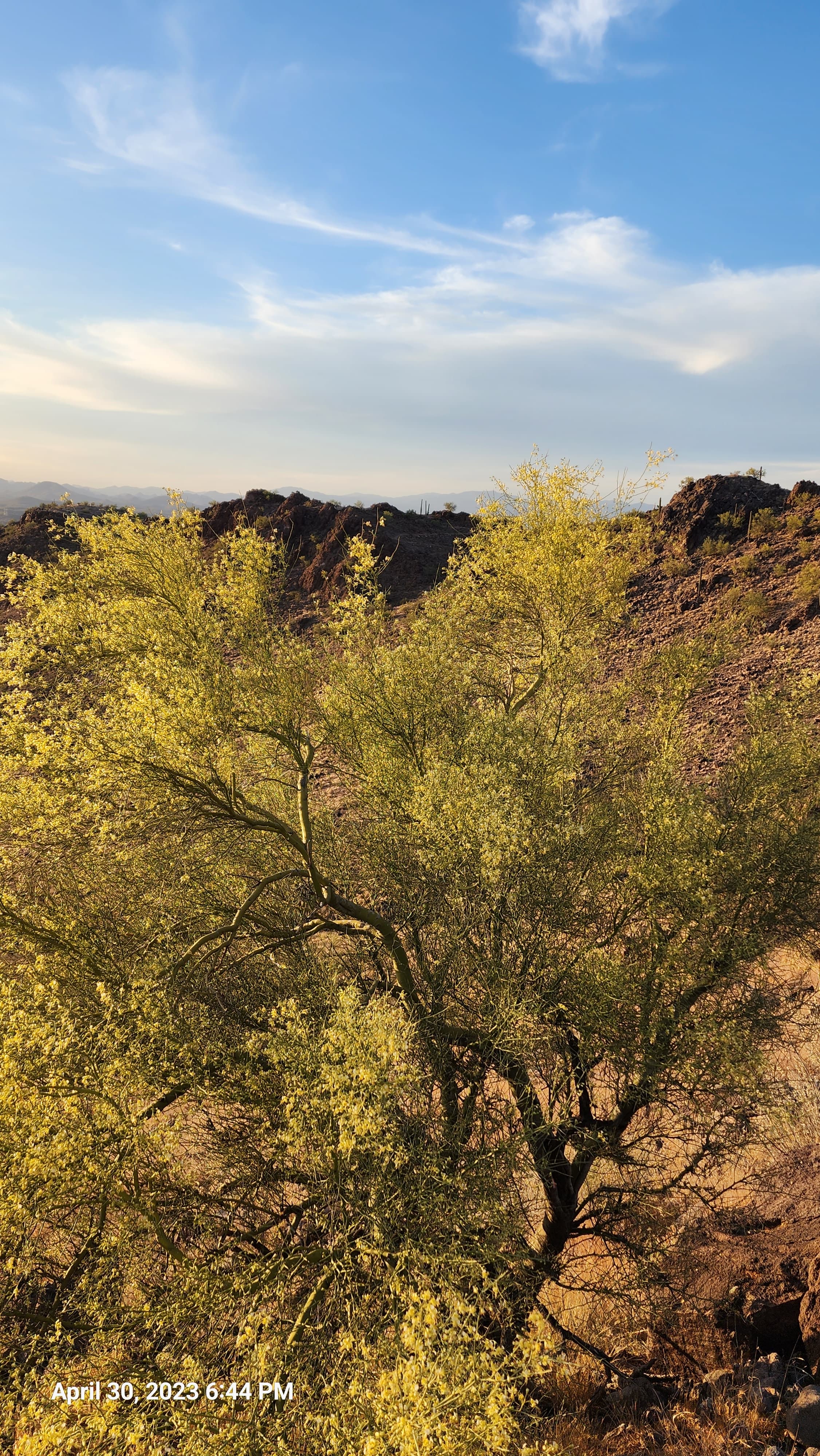 photo of trees