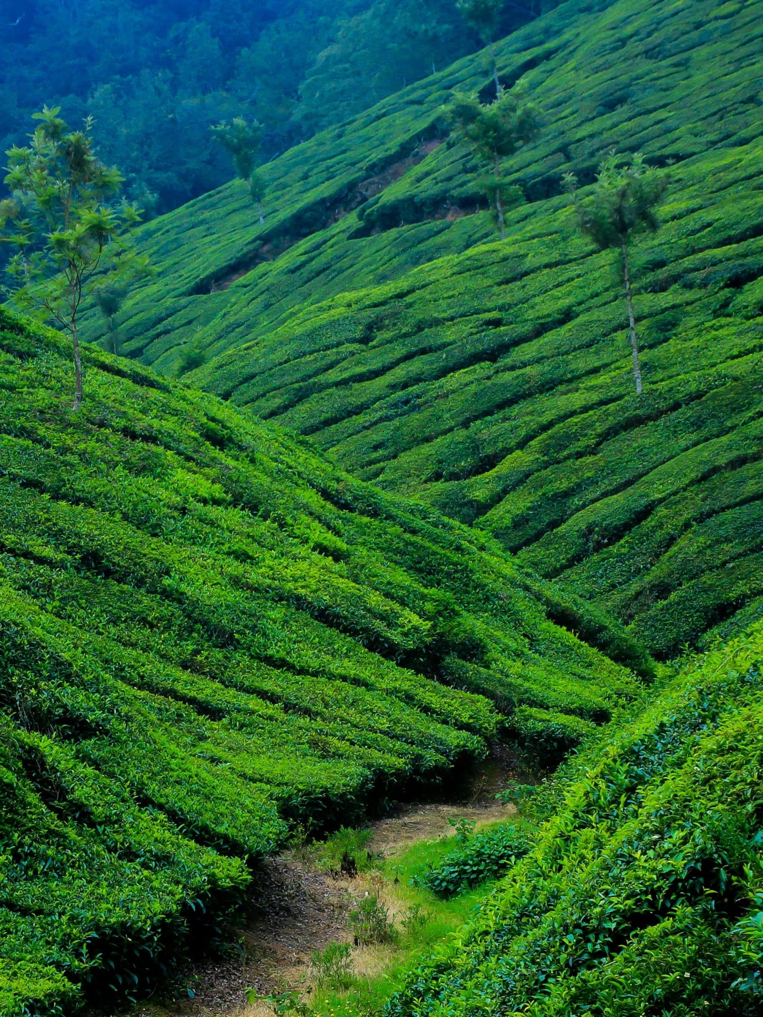 How To Be Sustainable in Kerala, India curated by Matthew Crocker