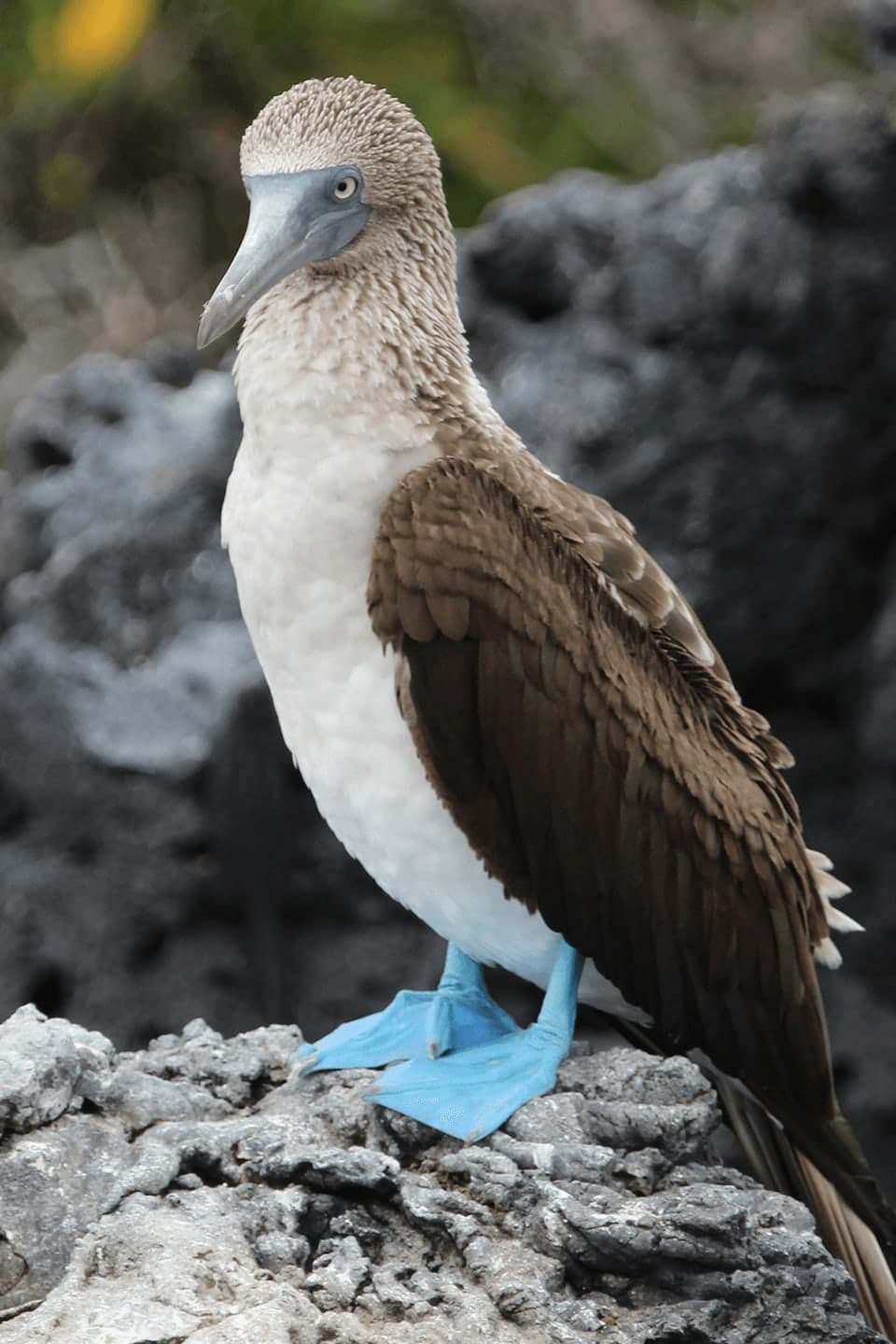 Interconnected Travel