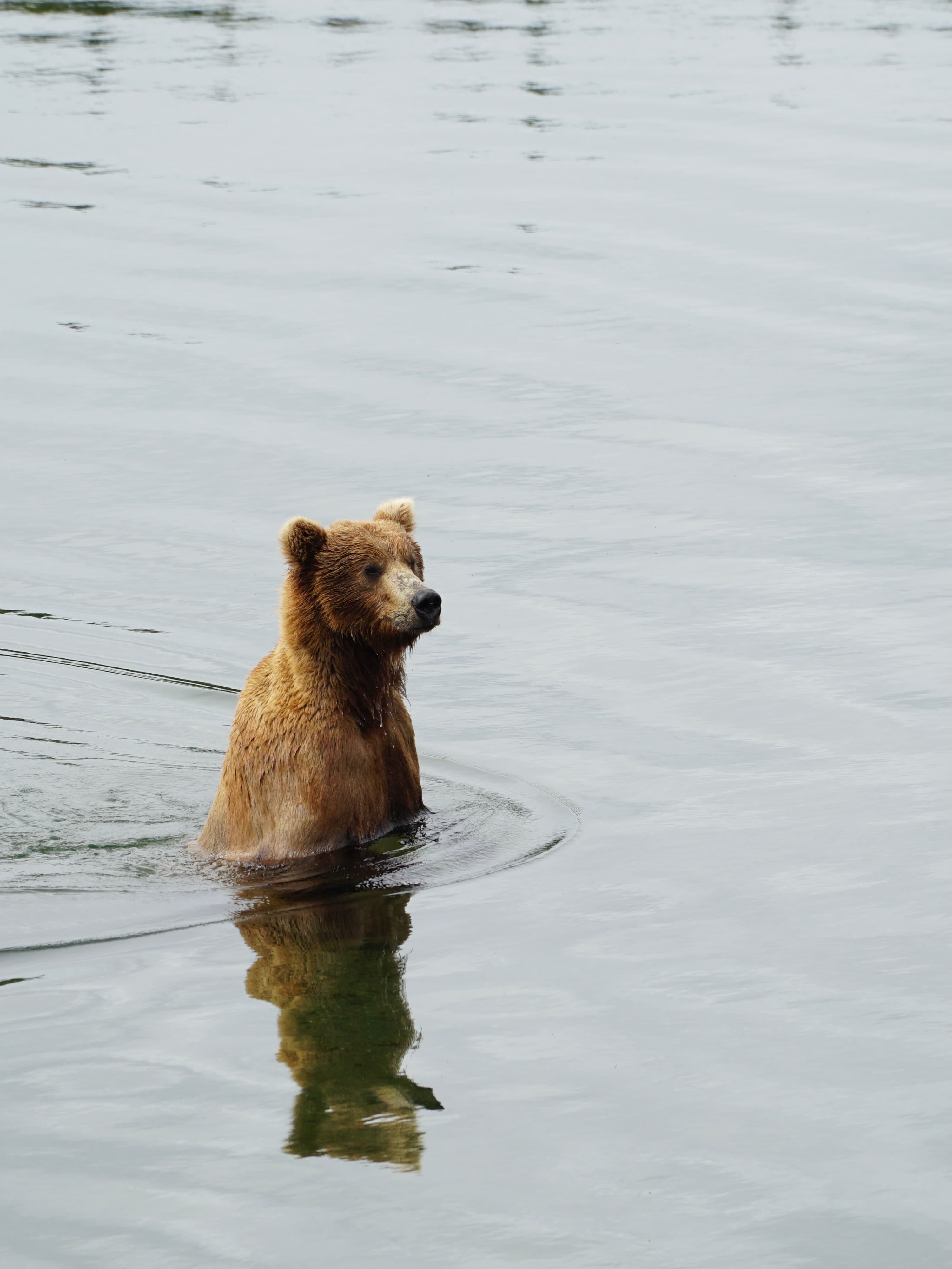 A brown bear wades into river waters looking for a meal as water ripples in the sunshine.