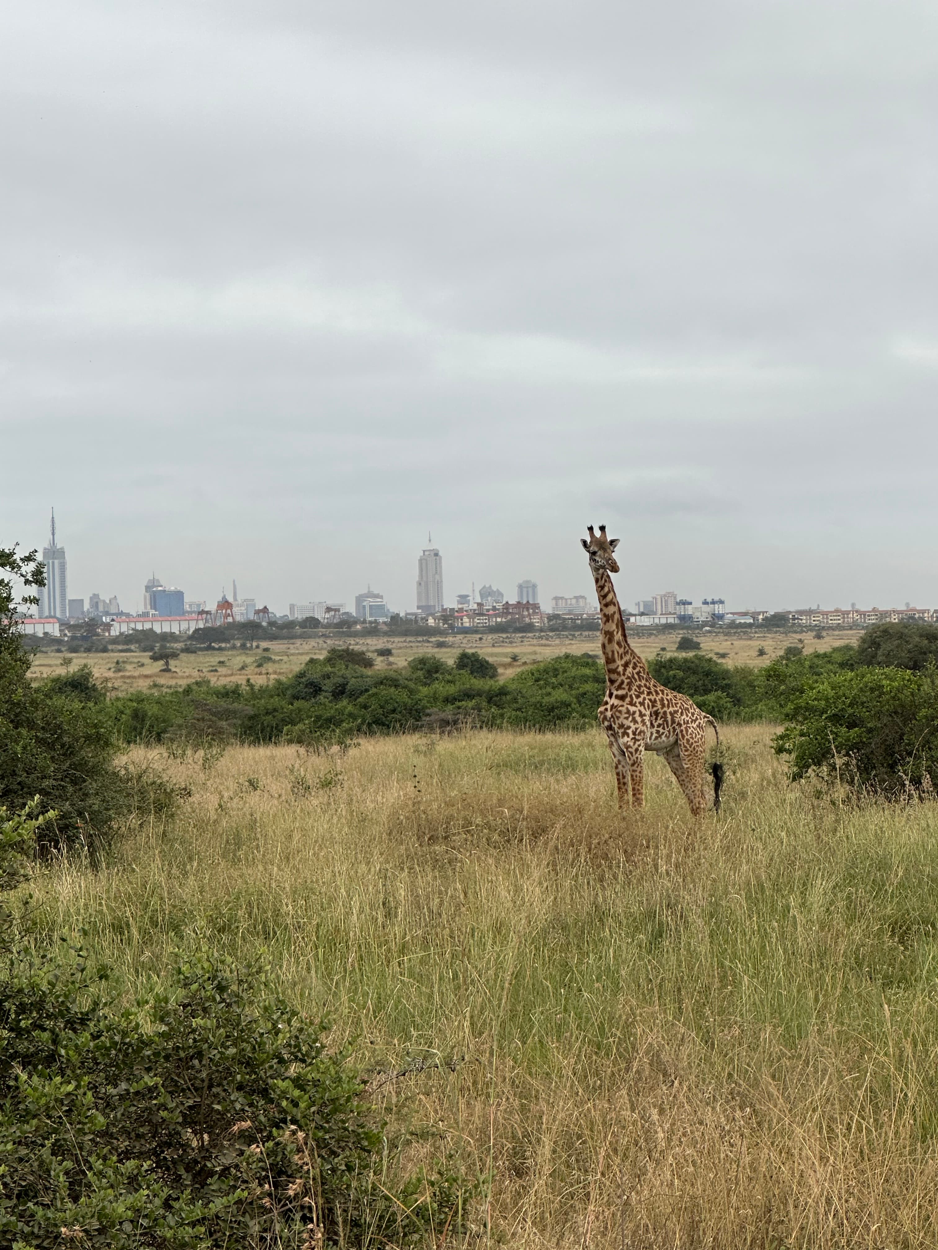 The natural beauty of Kenyan safari as a giraffe stand in the distance on a cloudy day.