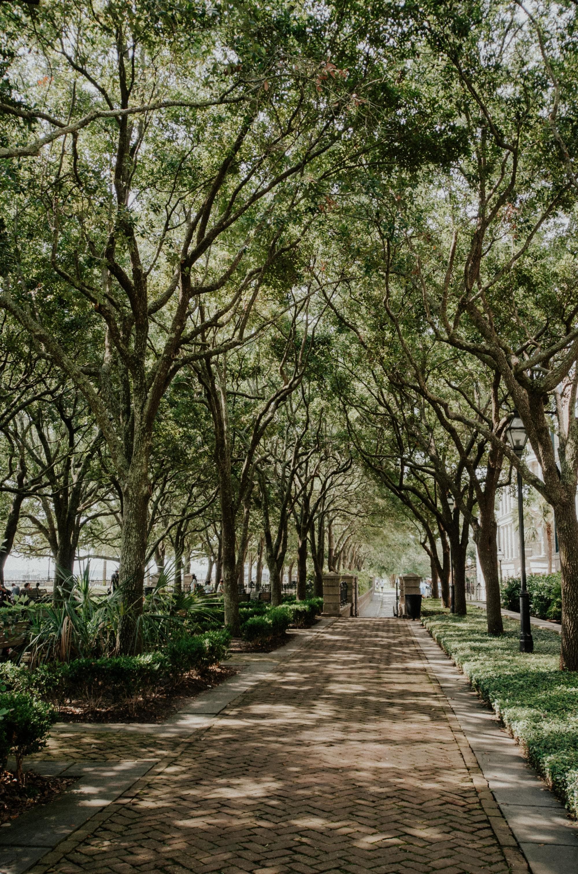 a tree lined walk in a park with sun through the branches