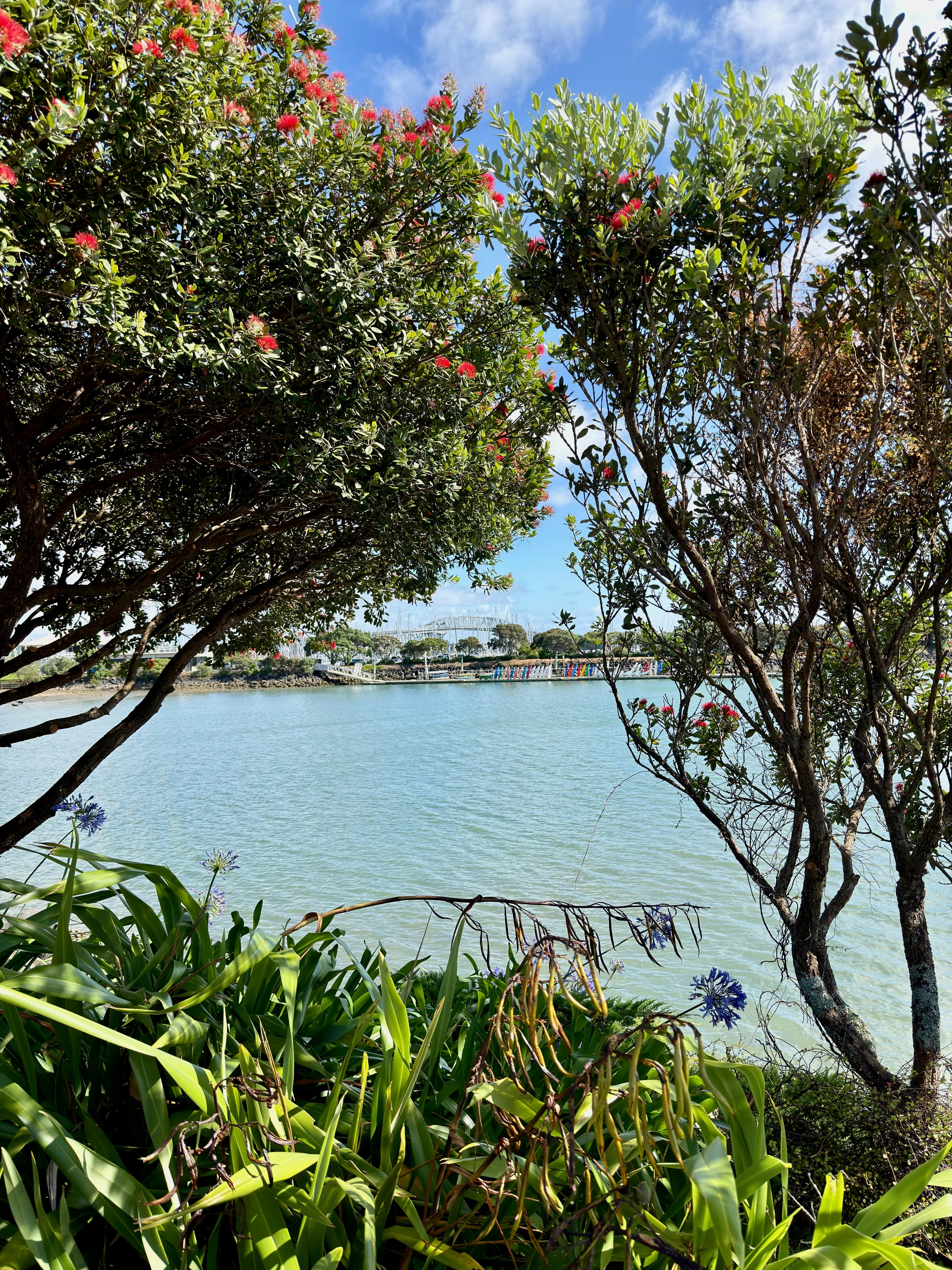 48 Hours in Auckland, New Zealand curated by Casey Stein