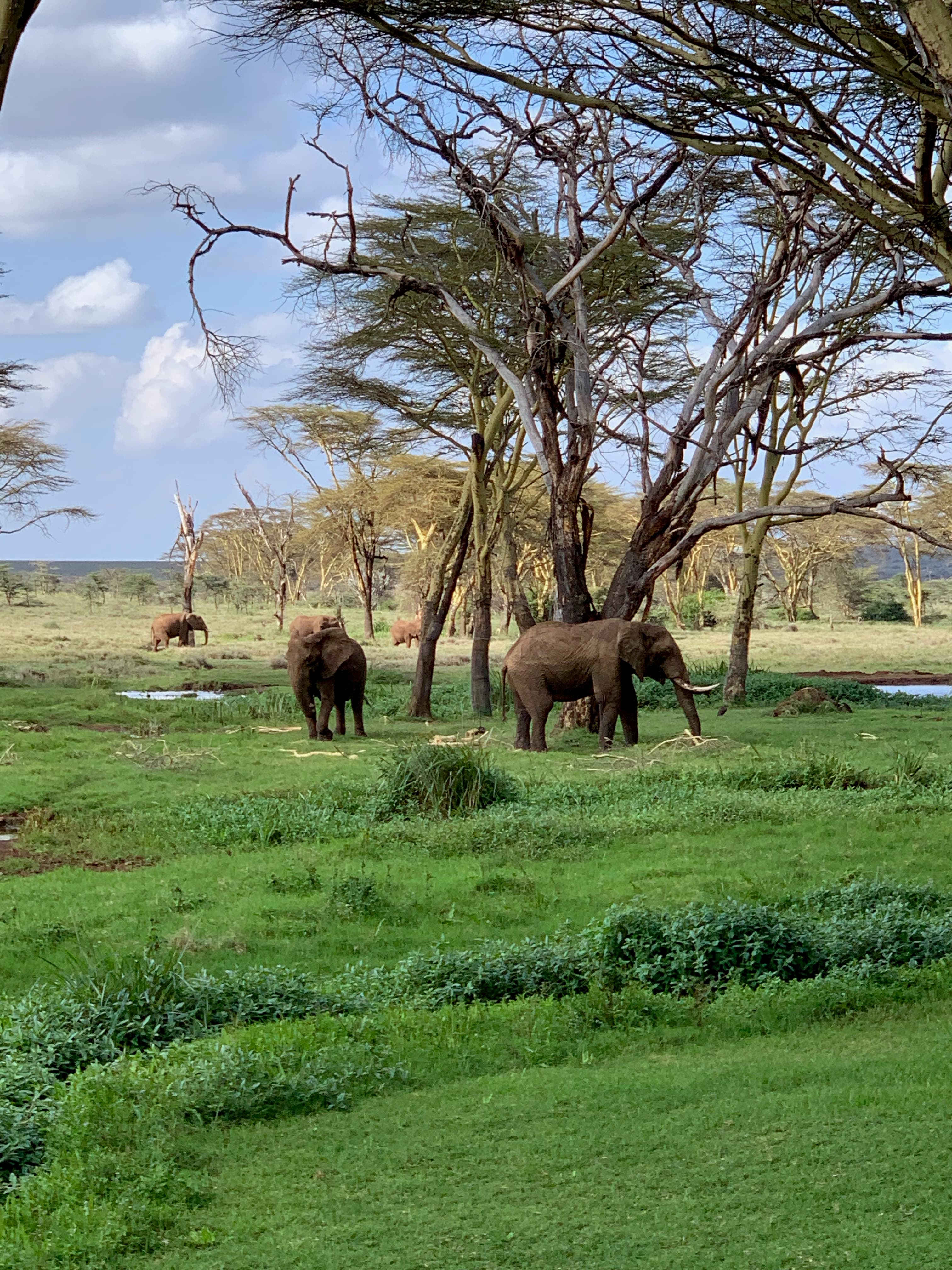 A Luxury Safari in Botswana’s Okavango Delta curated by Alberto Mussali