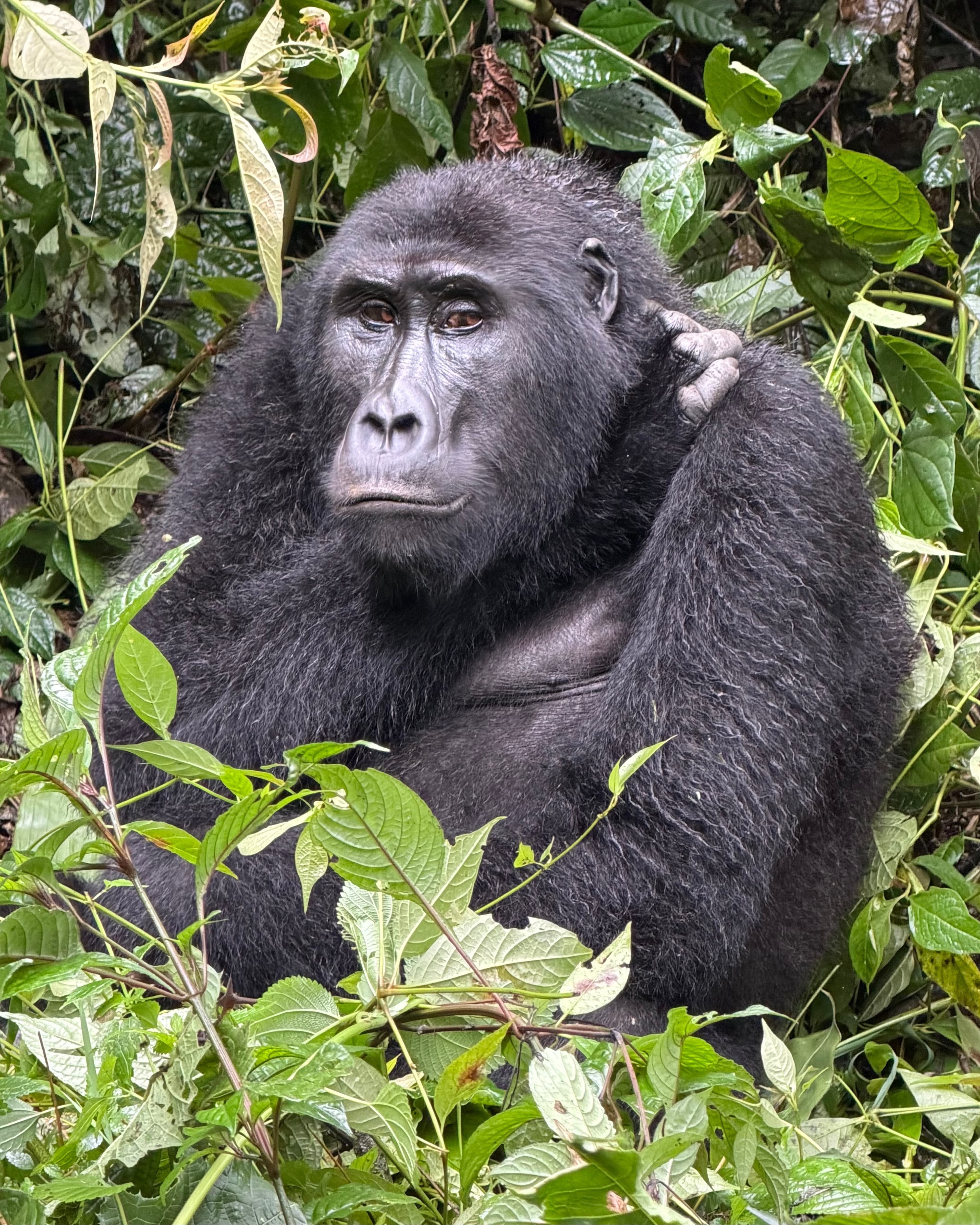 A Week Gorilla & Chimp Trekking Through the Impenetrable Forests of Uganda & Rwanda curated by Daryn Schwartz