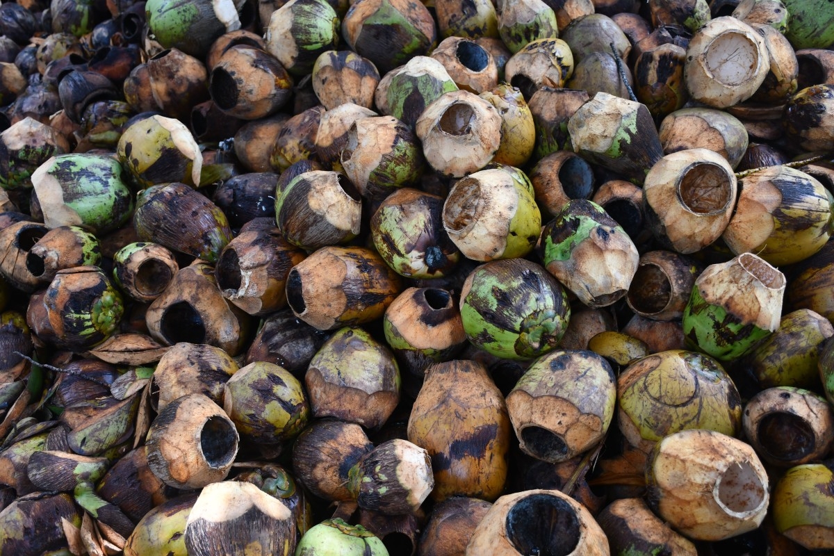 Close-up shot of coconut shells