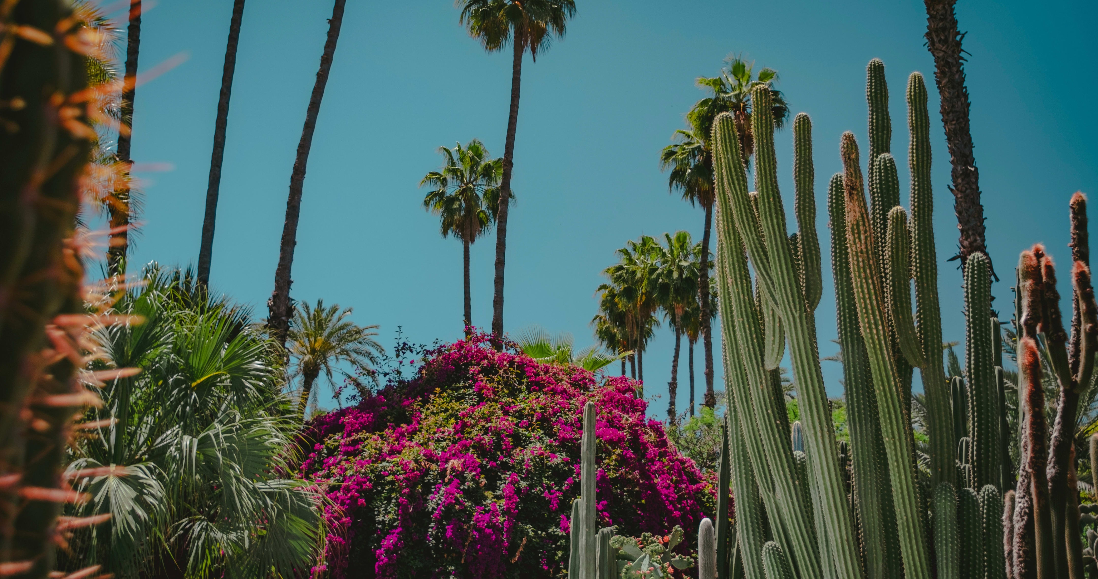 palm trees and pink flowers against a blue sky