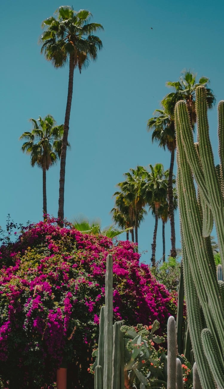 palm trees and pink flowers against a blue sky