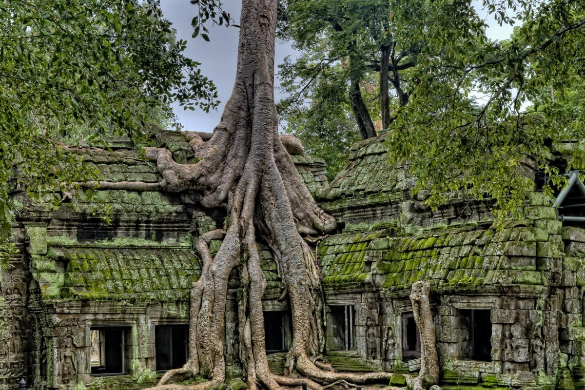 Trees and vines growing over ancient village in Siem Reap, Cambodia.