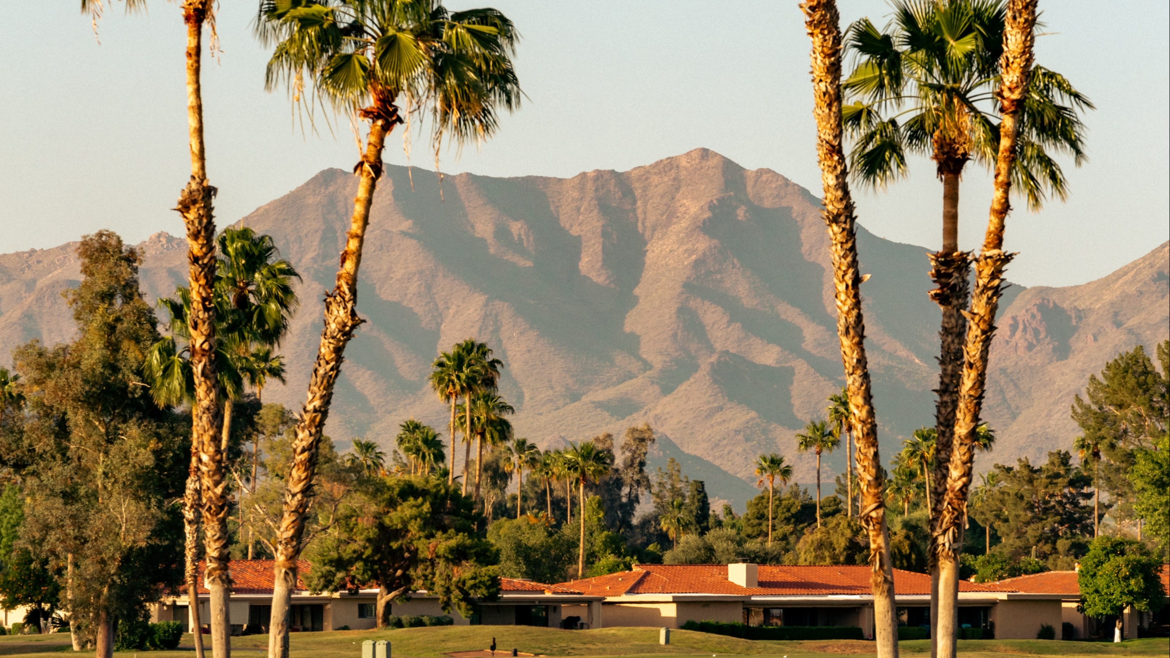 palm trees with mountain in the background during daytime