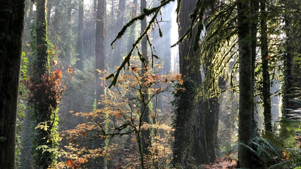 A trail through a forest of green trees