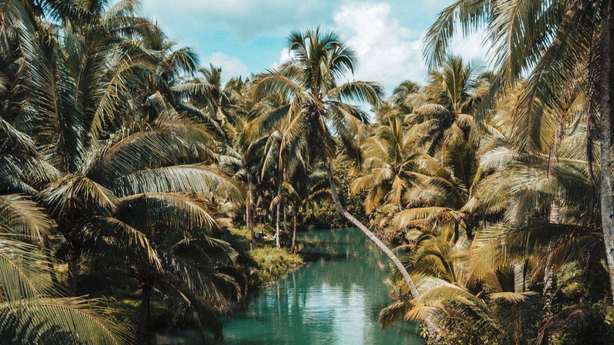 River running through green palm trees.