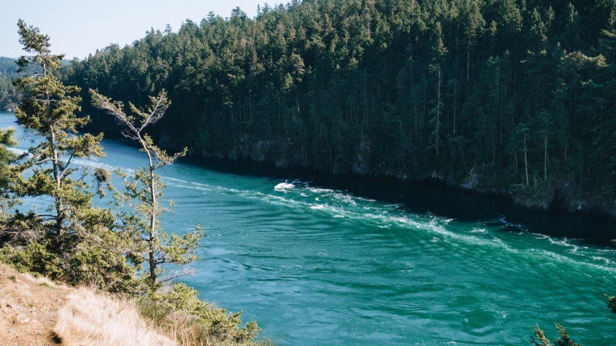 a view of the woods along a river