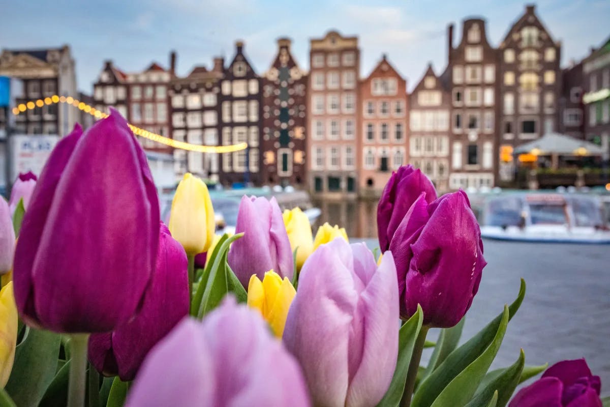 flowers-near-building-amsterdam-travel-guide