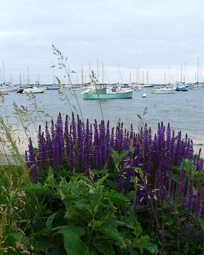 Beautiful lavender flowers on a beach with boats in view