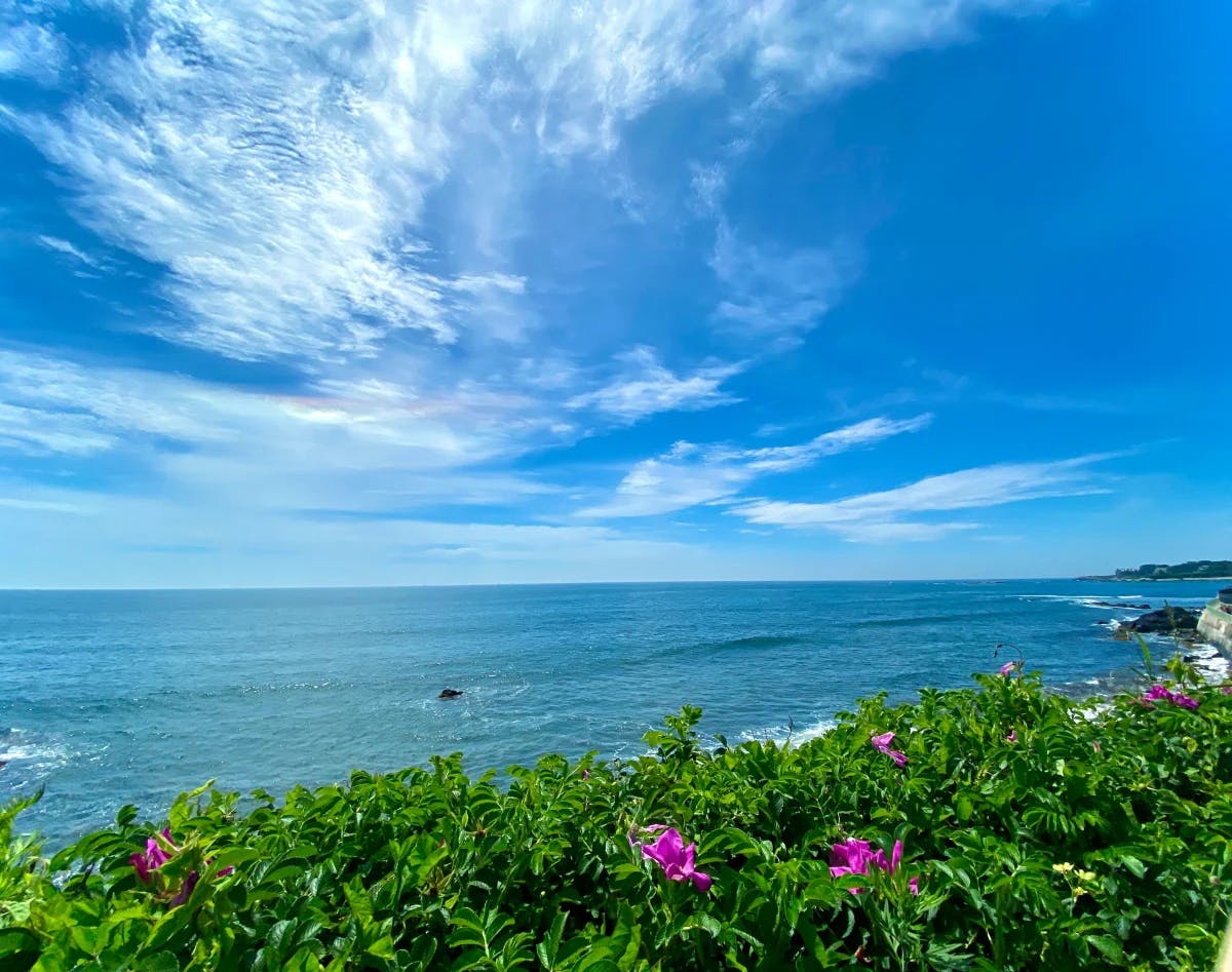 Greenery with purple flowers with the ocean in the distance on a sunny day.