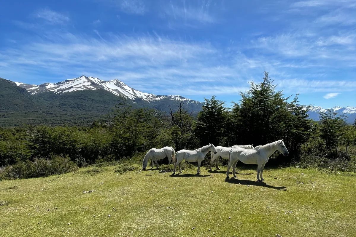 Four white horses standing in a field during the daytime