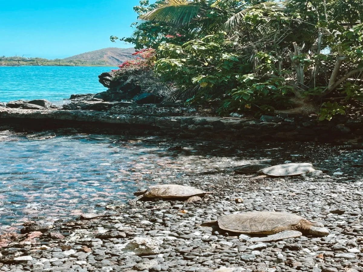 Three turtles rest on a pebbly shore with clear water, lush greenery, and a hill in the background.