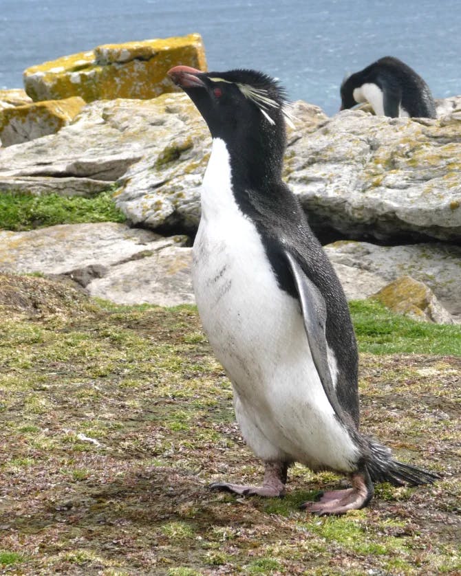 Photo of a Fiordland black and white penguin