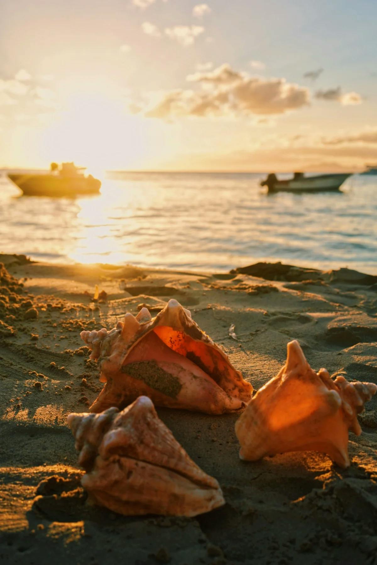 A close-up shot of seashells on the beach at sunset, with fishing boats in the background.