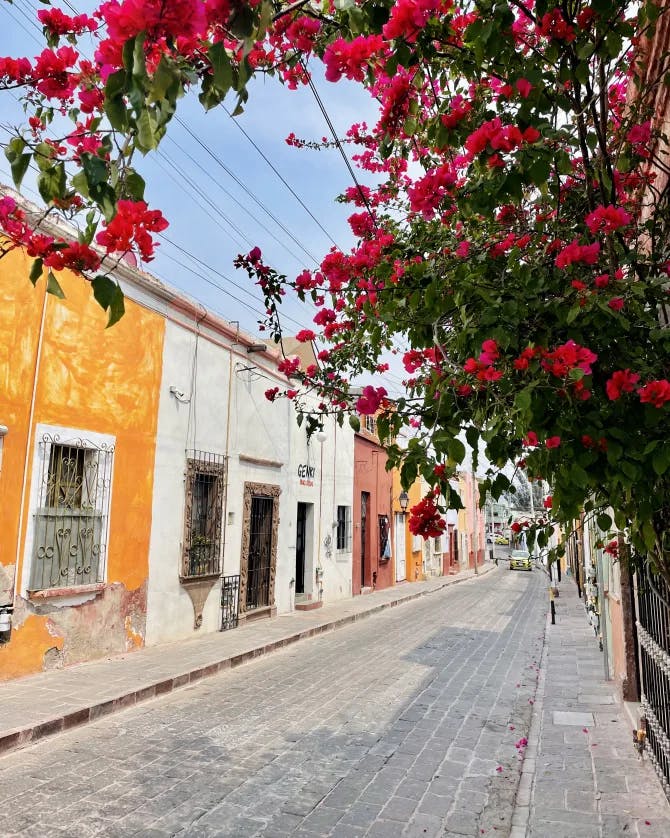 View of house and flowers