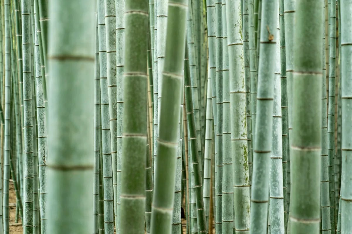 A forest of bamboo during the daytime