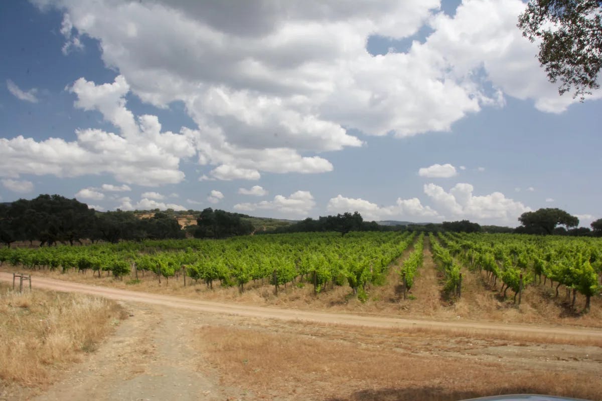 Vineyard at Alentejo