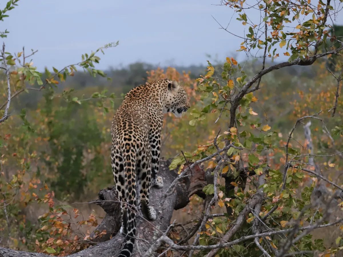 A leopard among green foliage with a few orange leaves.