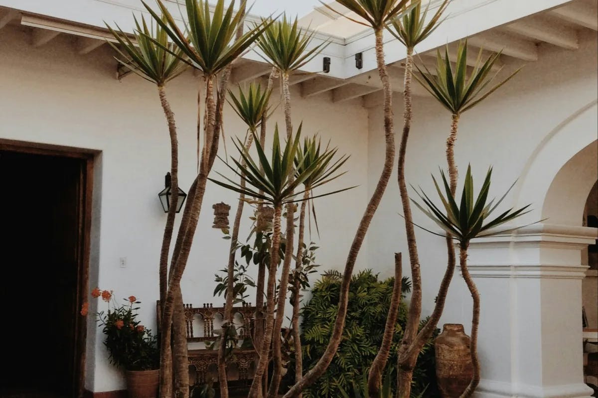 Museum Larco, with palm trees in front of a white building.