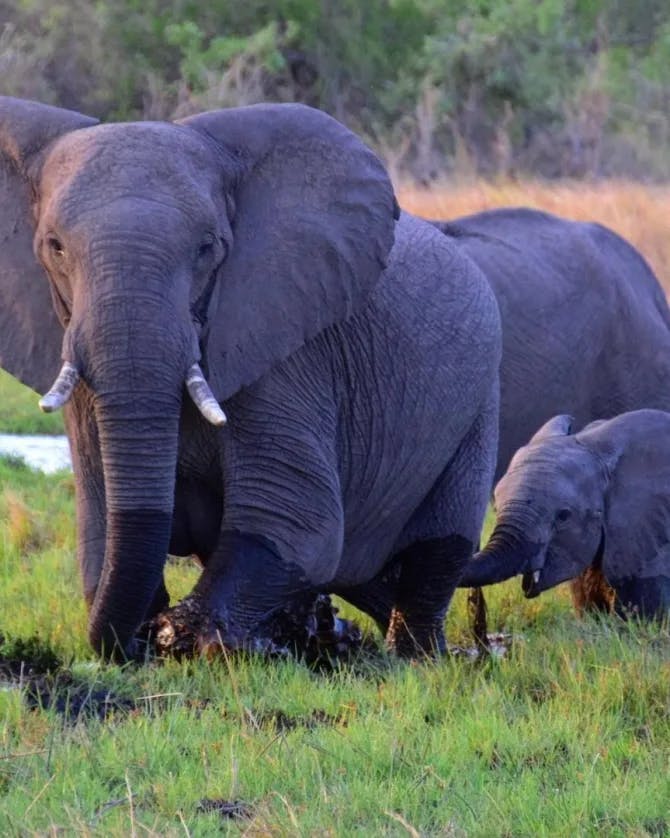 Adult and baby elephants walking through a grassy field