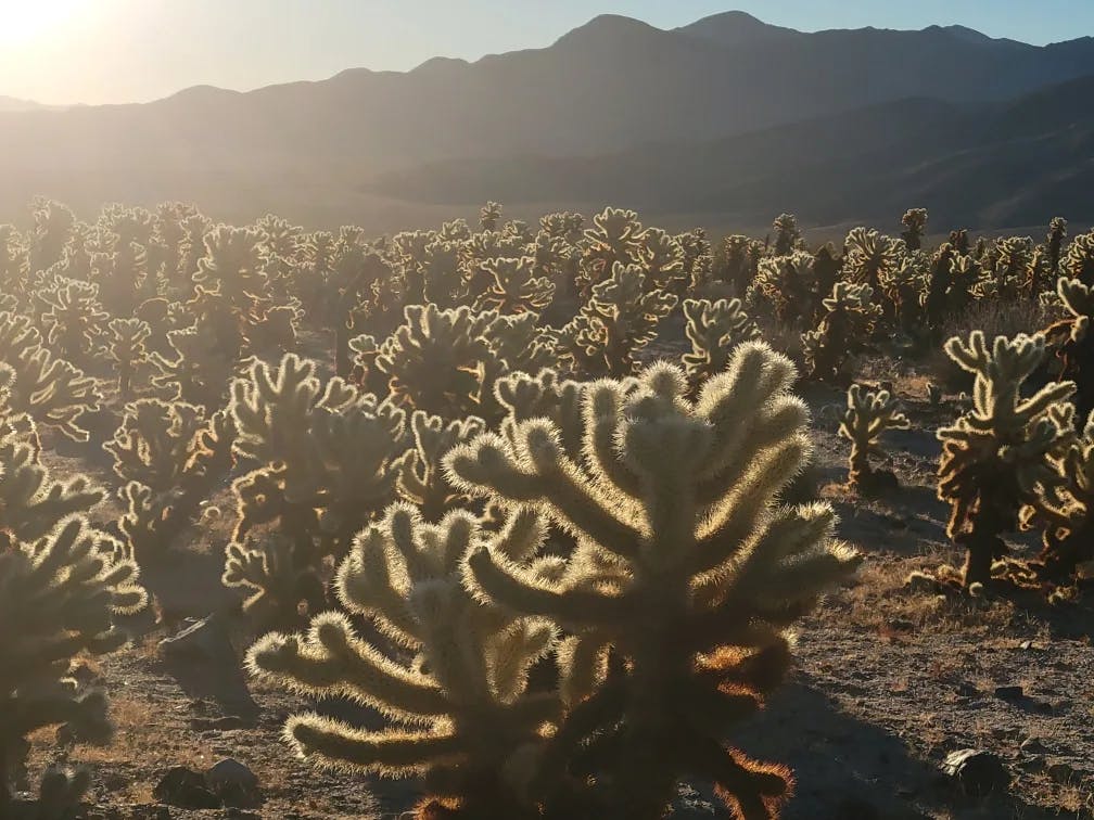 A cactus garden. 