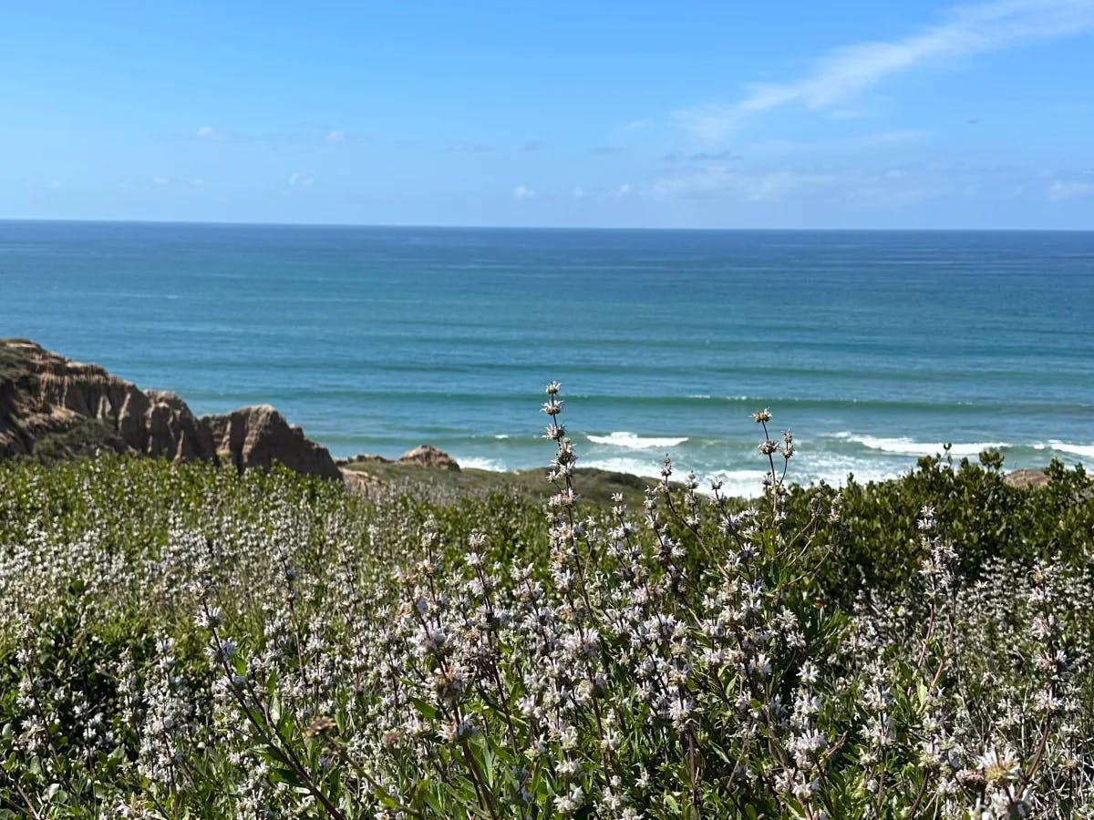 A coastal landscape with white flowering plants in the foreground, rocky formations in the middle, and the ocean meeting the blue sky in the background.