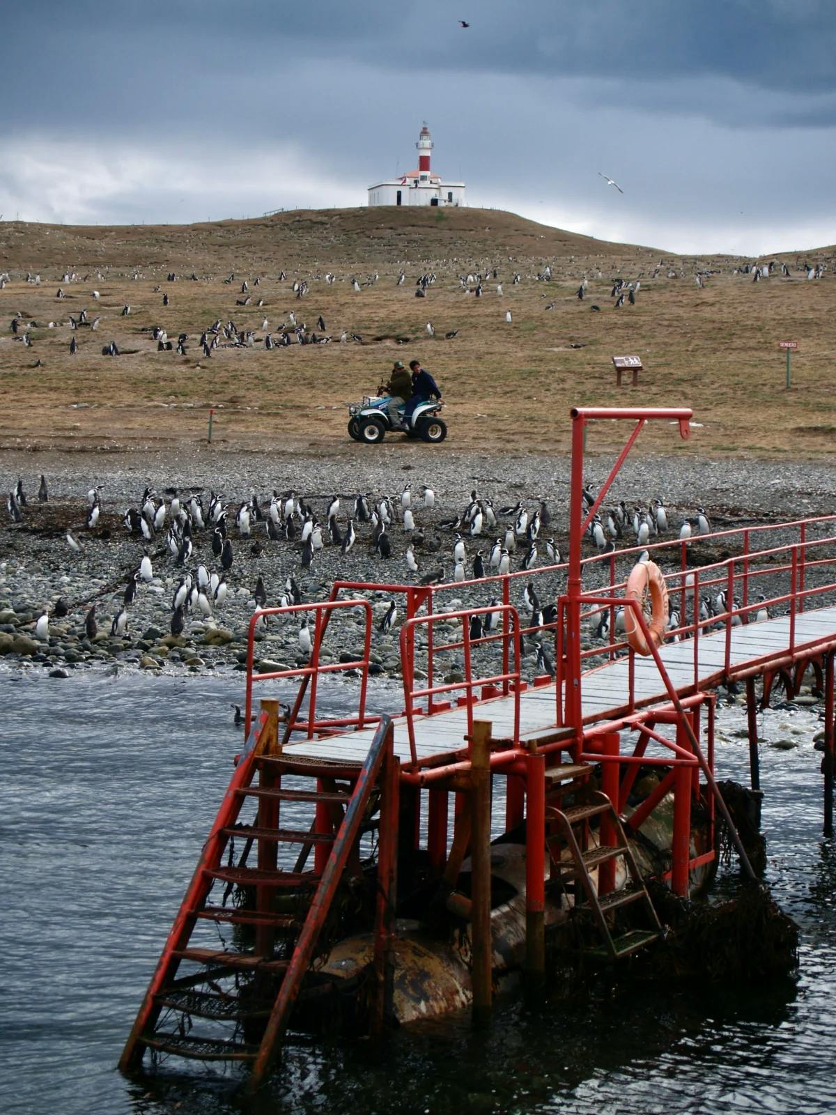 A red metal bridge over water next to a sea shore with a large group of penguins around