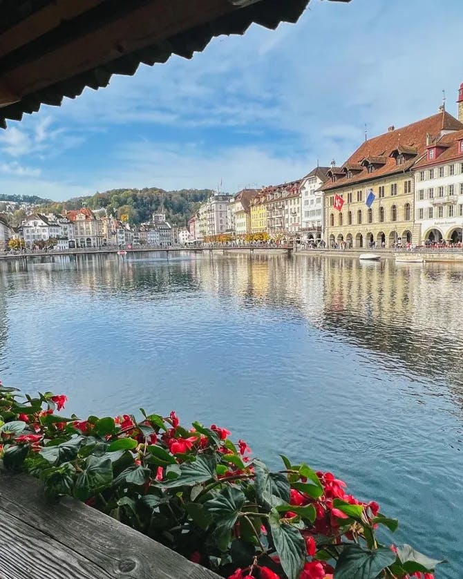 Beautiful flowers planted by the water