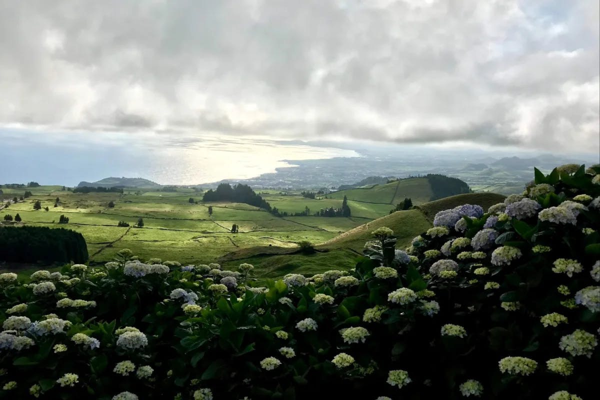 A field of violet and green hydrangeas in bloom at Sete Cidades Lake & Village.