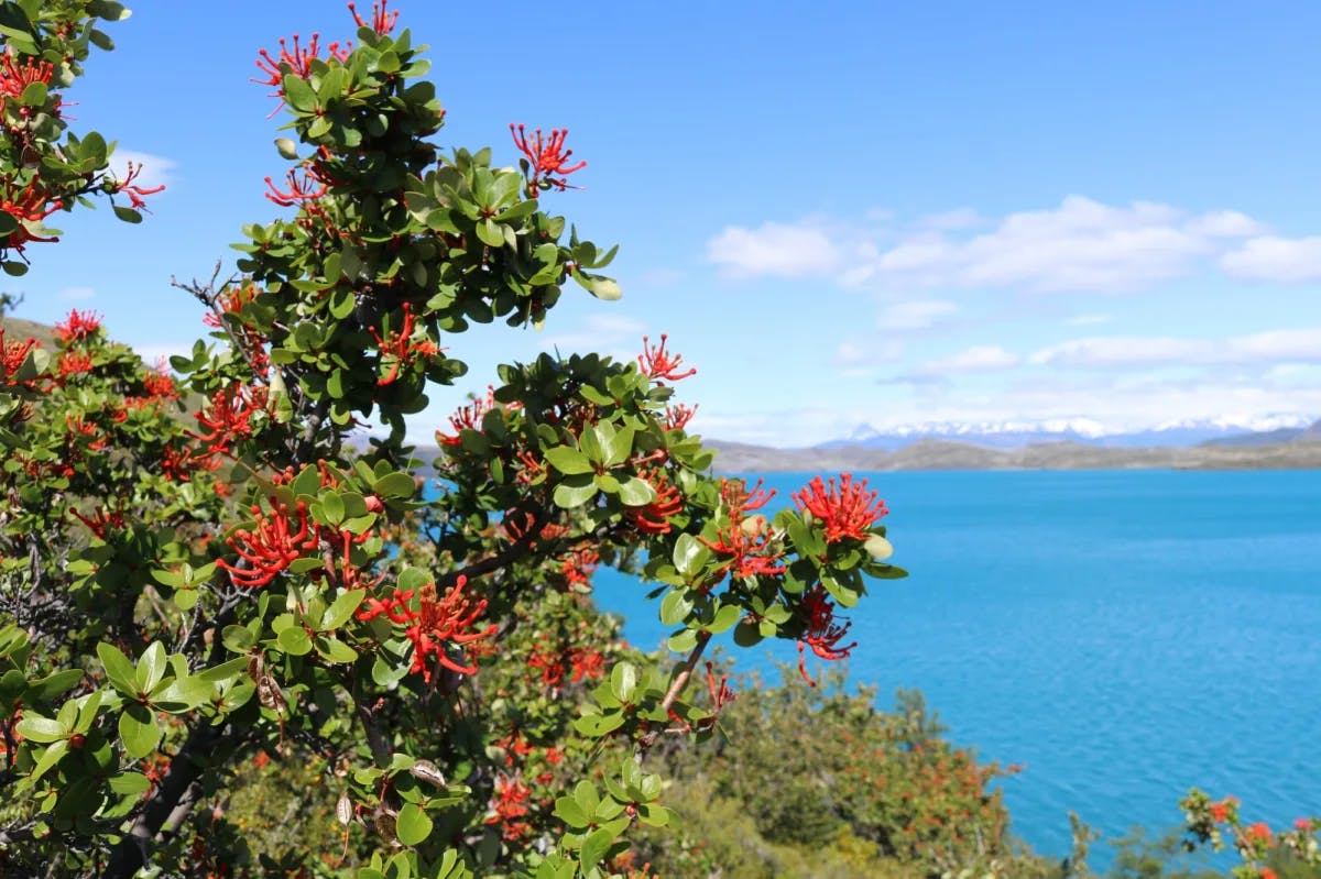 Red flowers on a tree on a sunny day with a lake view in the distance.