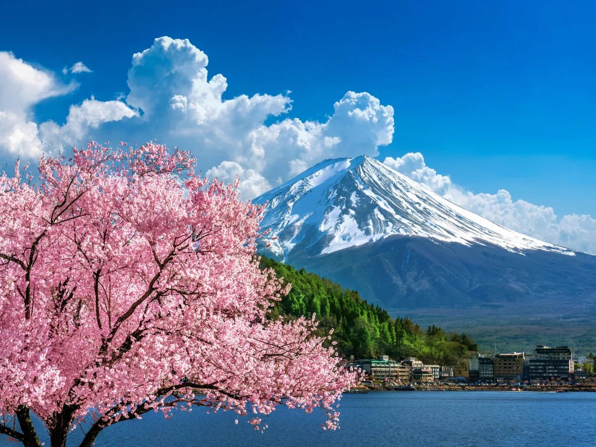 A vibrant cherry blossom tree stands in the foreground with Mount Fuji and a clear blue sky in the background.