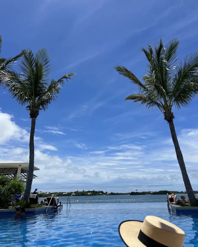 palm trees at beach