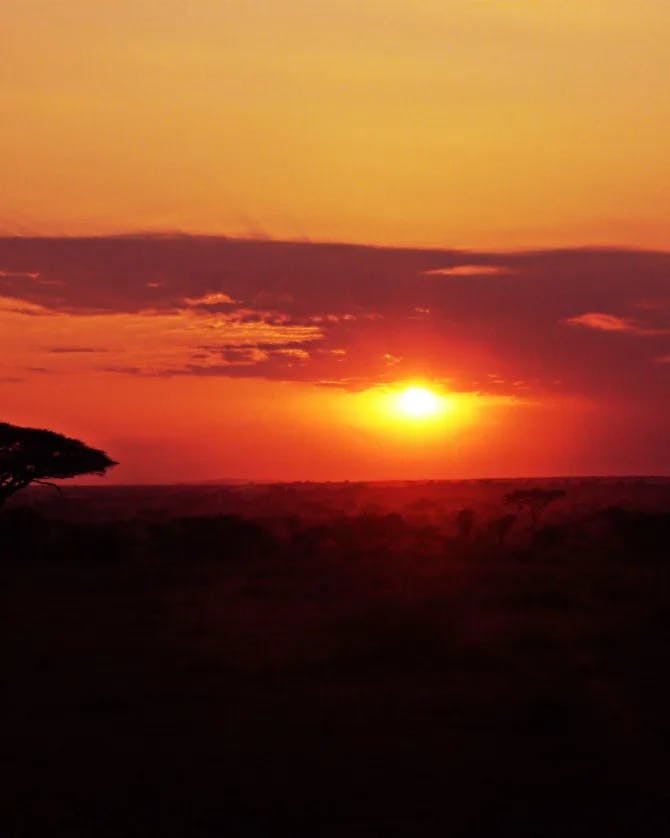 A view of the sunset over a safari