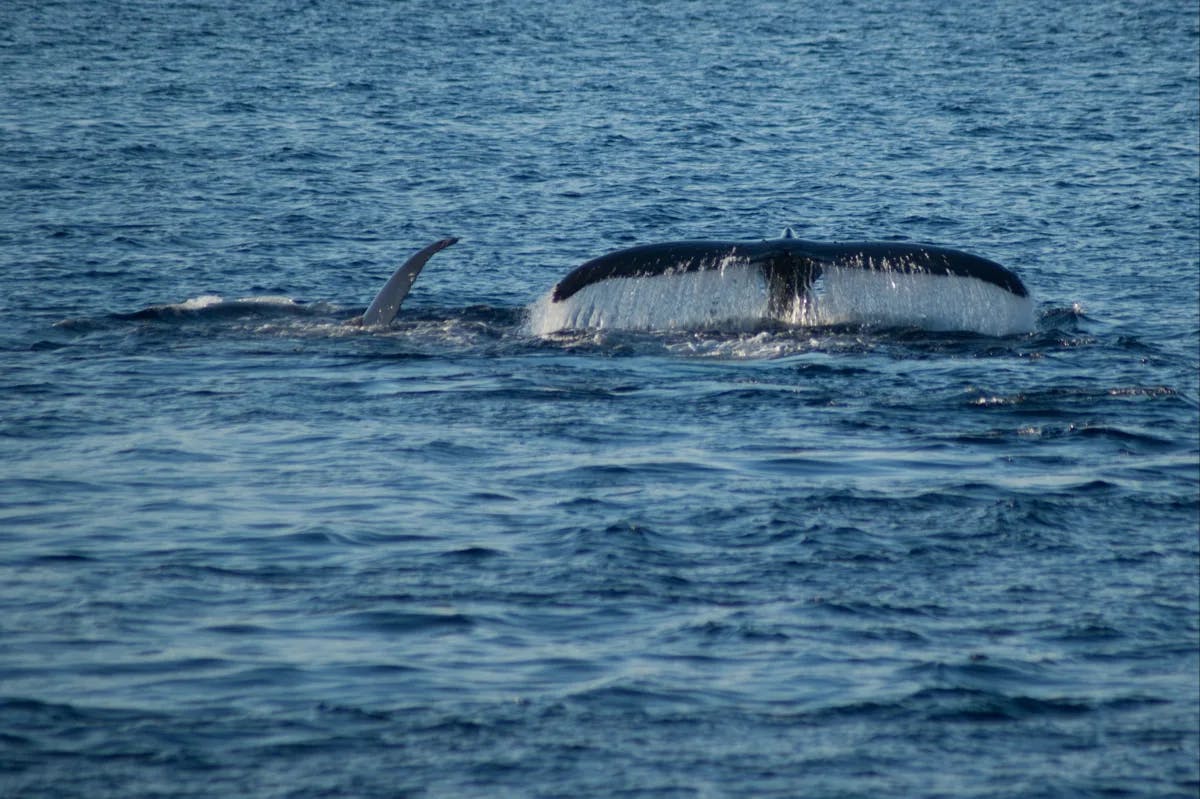 A picture of tail of a whale in the water during daytime.