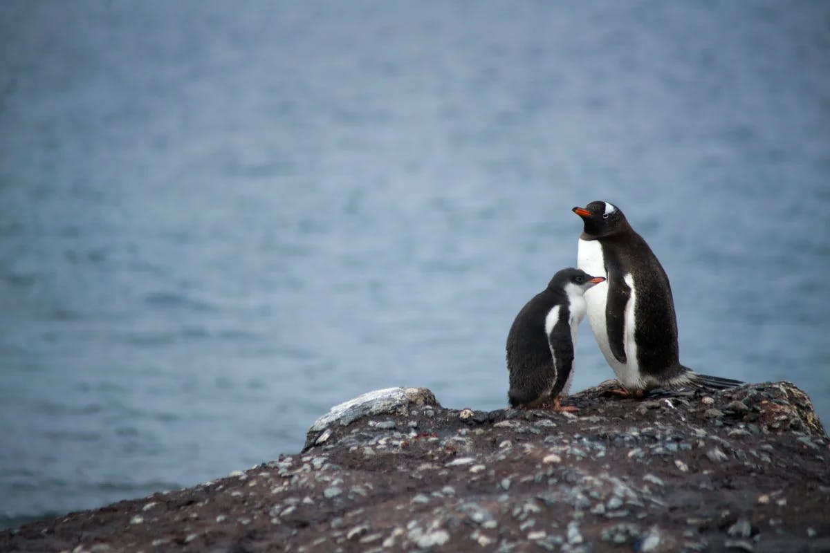 penguins-beach-cape-town-travel-guide