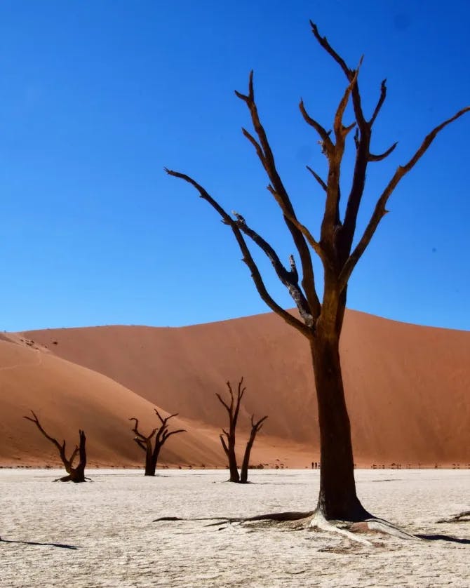 a desert with a few trees sparsely scattered in it and a clear blue sky in the background