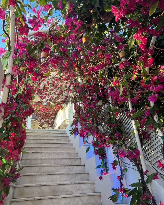 View of stairs covered with flowers tree