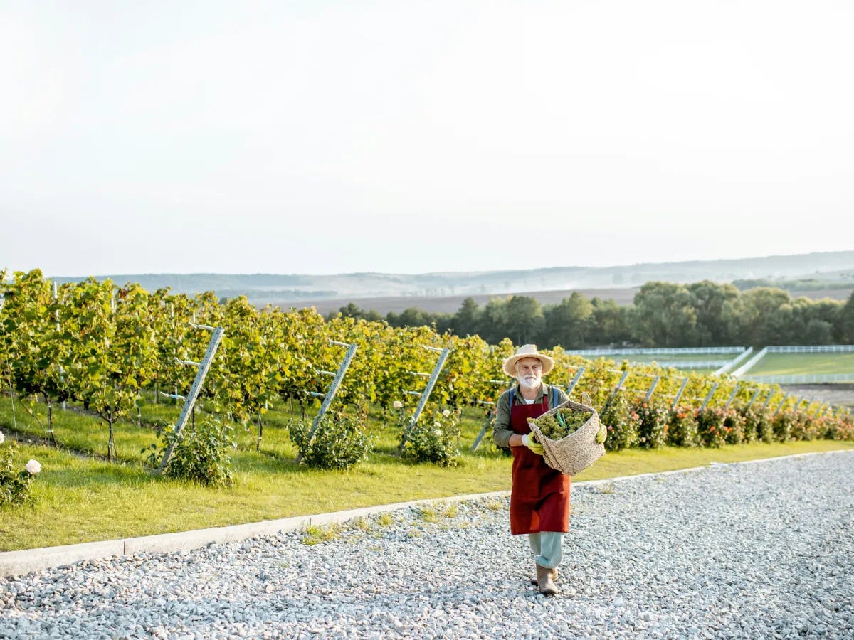 The image depicts an individual in a red dress and a straw hat, carrying a basket, walking along a gravel path through vineyards.