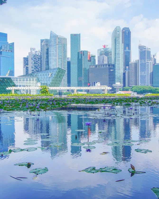 Picture of water lilies in Singapore with the city skyline in the background