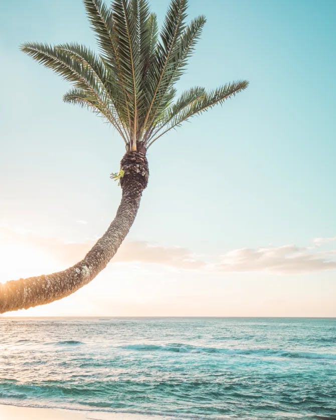 A beautiful palm tree by the sea