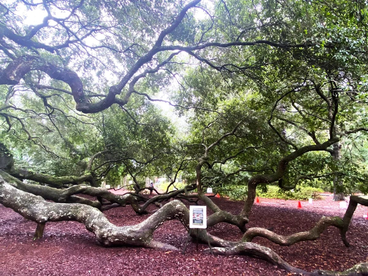 A large tree with branches spanning the ground