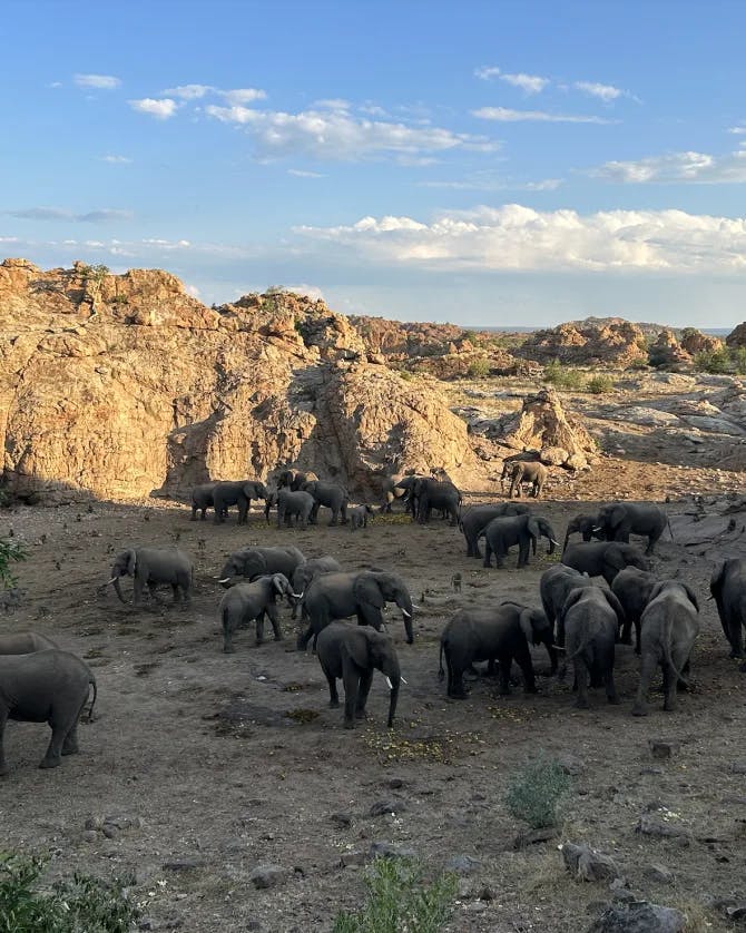 Graceful elephant herd roams freely in the wild.