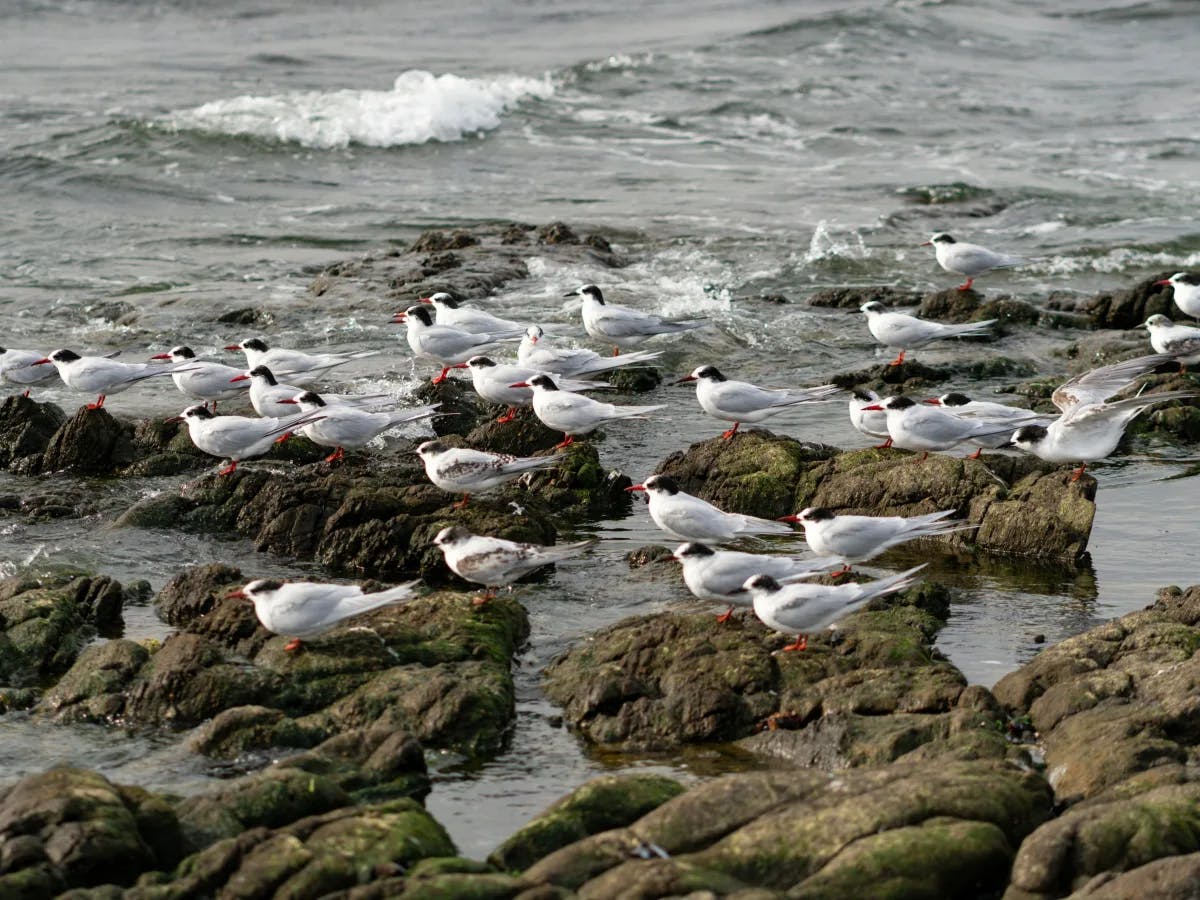 The image features a group of birds with white plumage, black markings, and red beaks standing on rocky terrain by the sea. 