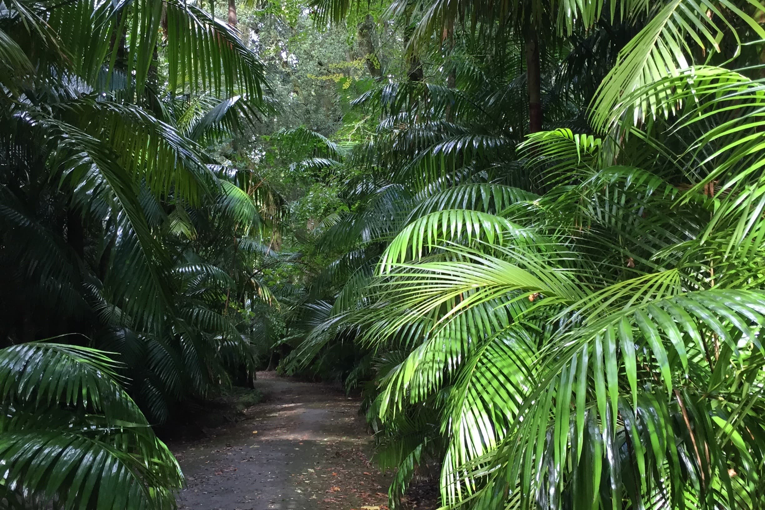 tropical view